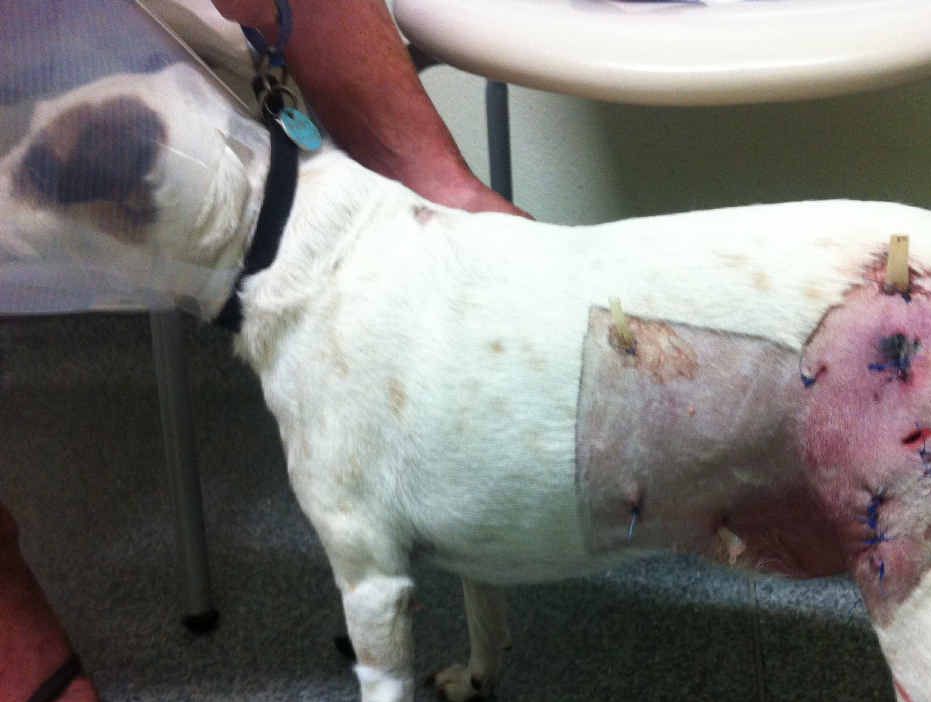 ABOVE: The fox terrier which barely survived an attack from an unrestrained bigger dog at Inskip Point last year. The owners of the unrestrained dog were fined $2200.RIGHT: The injured legs of an 11-year-old girl who was attacked by an unrestrained dog on the east side of Gympie. ABOVE: The fox terrier which barely survived an attack from an unrestrained bigger dog at Inskip Point last year. The owners of the unrestrained dog were fined $2200.RIGHT: The injured legs of an 11-year-old girl who was attacked by an unrestrained dog on the east side of Gympie.